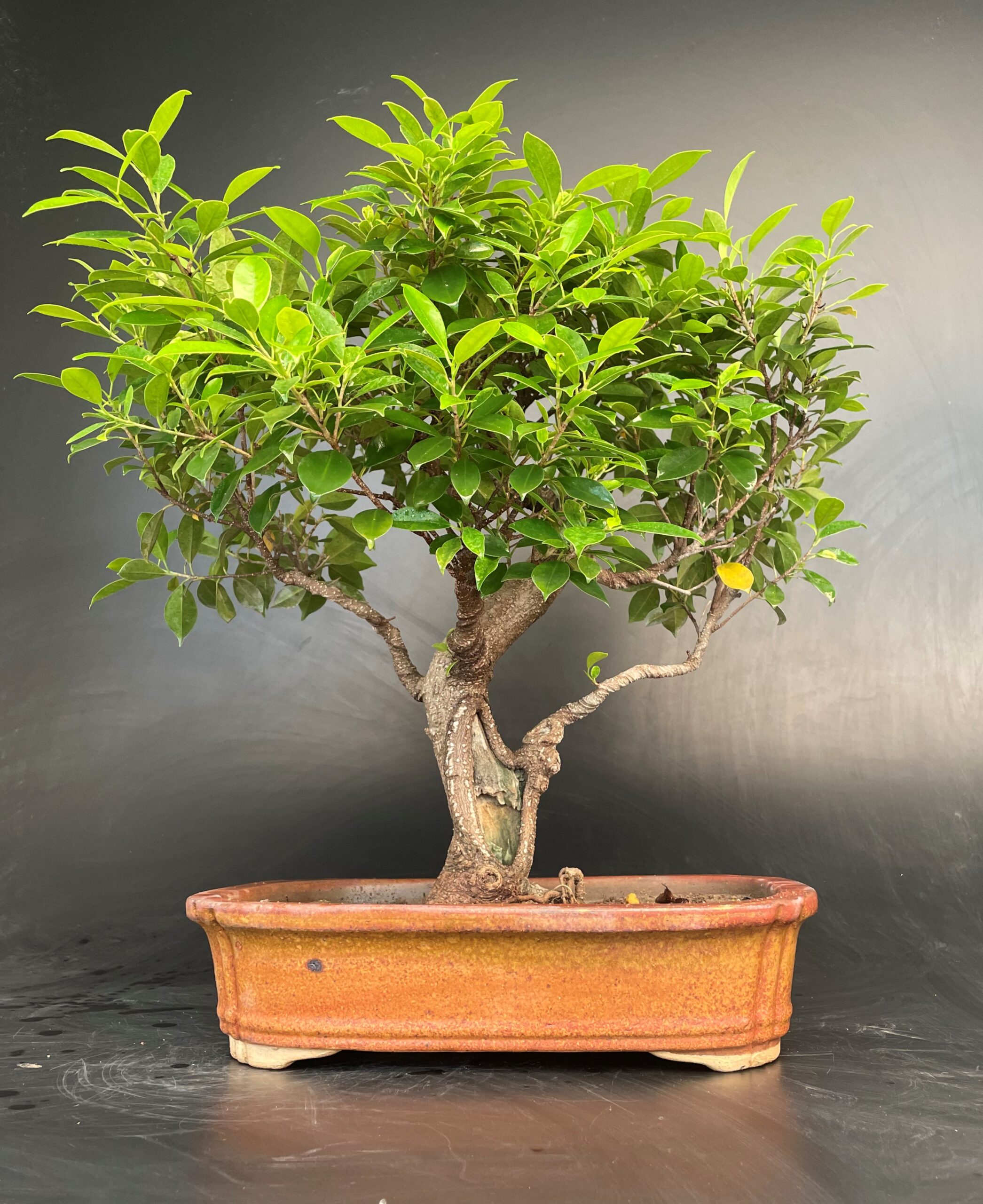 Ficus Microcarpa Big Buy Indian Bonsai Delhi Home Delivered Buy Online