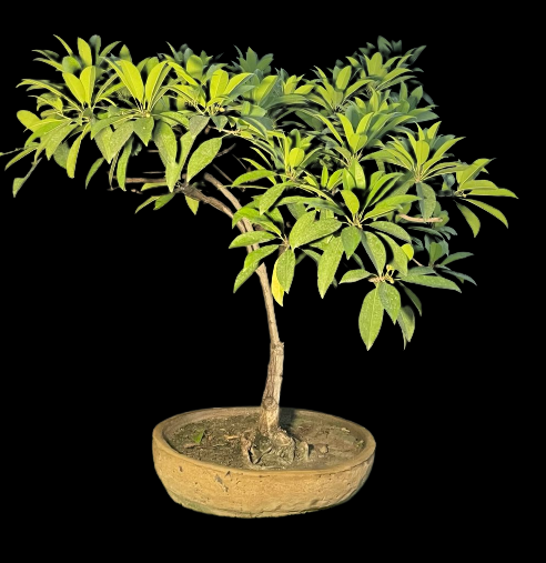 Chikoo Bonsai Buy chikoo fruit bonsai sapota