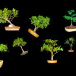 The Classification-Shapes and styles of Bonsai - Indian Bonsai Delhi Twin Trunk, forest style, cascade, shari, multi trunk gift bonsai online classes learn bonsai