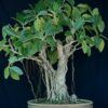 Banyan Bonsai tree care Bargad bonsai care guide