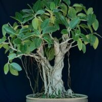 Banyan Bonsai tree care Bargad bonsai care guide