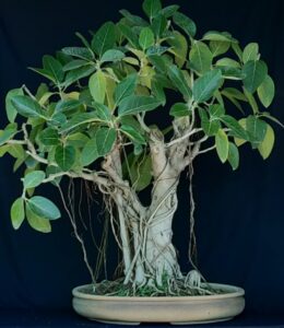 Bargad barh tree bonsai