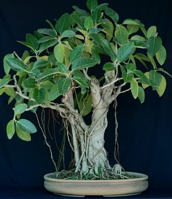 Banyan Bonsai tree care Bargad bonsai care guide