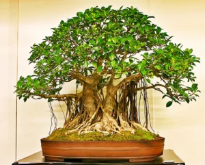 Orignal Bonsai tree price in Delhi