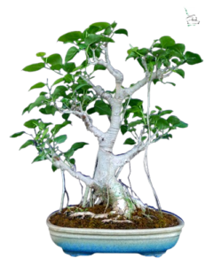 Bodhi Tree Indian Delhi Bonsai buy online