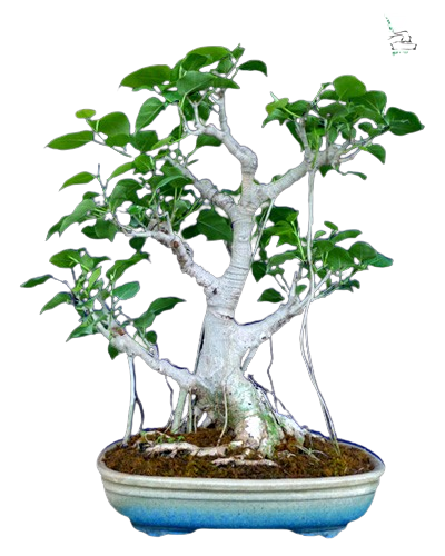 Bodhi Tree Indian Delhi Bonsai buy online