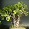 Bargad barh tree bonsai ficus bengalensis 30 years old buy online