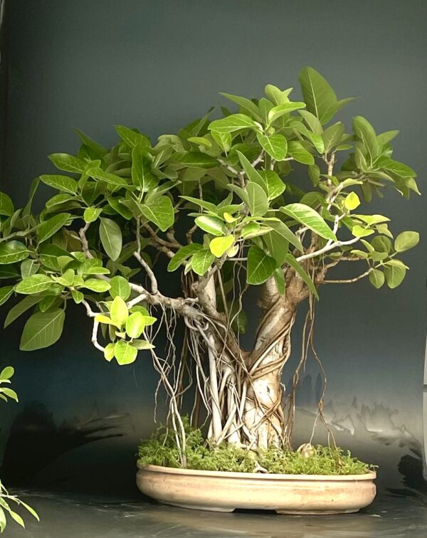 Bargad barh tree bonsai ficus bengalensis 30 years old buy online