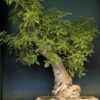 Kalpvriksha Bonsai buy online in India