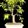 Ficus Lipstick Bonsai