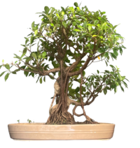 20 Year Old Ficus microcarpa Bonsai