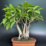 Pilkhan Ficus Virens bonsai buy online delhi India NCR