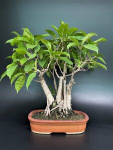 Pilkhan Ficus Virens bonsai buy online delhi India NCR