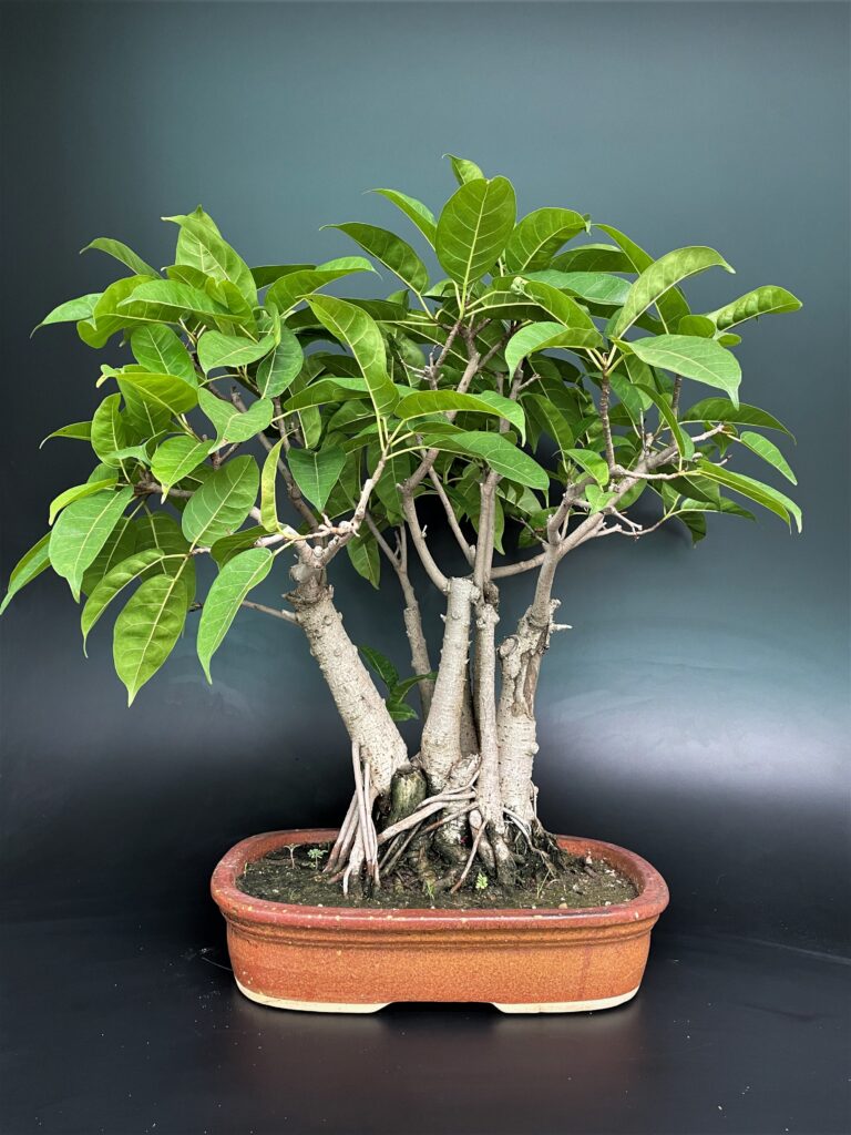 Pilkhan Ficus Virens bonsai buy online delhi India NCR