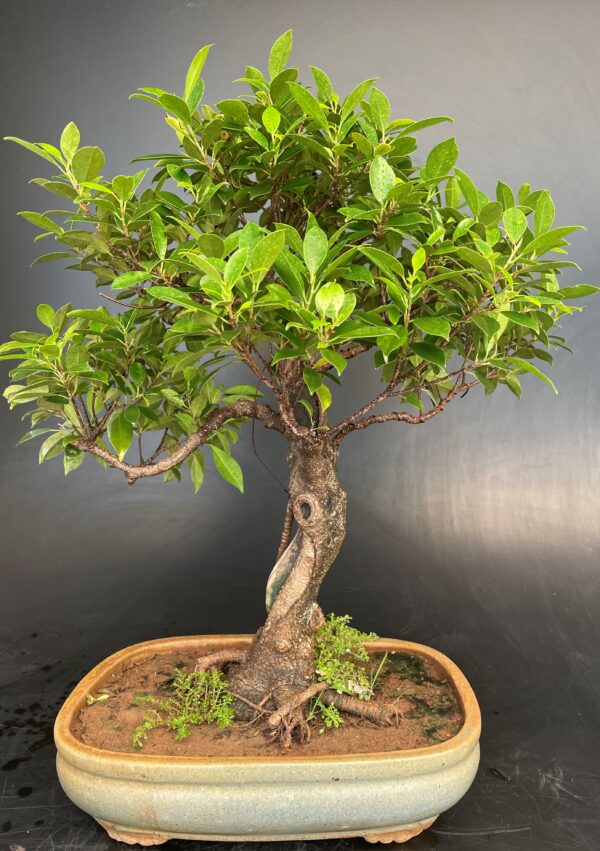 Big Ficus microcarpa buy online microcarpa ginsing online gift to loved ones