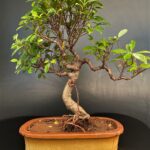 for terrace garden, open cafes Ficus Microcarpa big bonsai buy online microcarpa ginsing online gift to loved ones