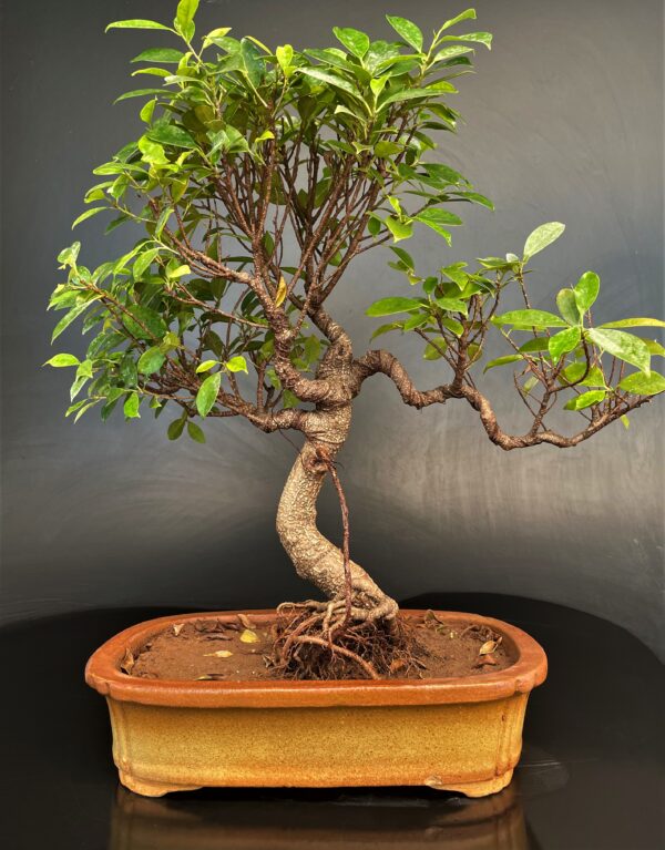 for terrace garden, open cafes Ficus Microcarpa big bonsai buy online microcarpa ginsing online gift to loved ones