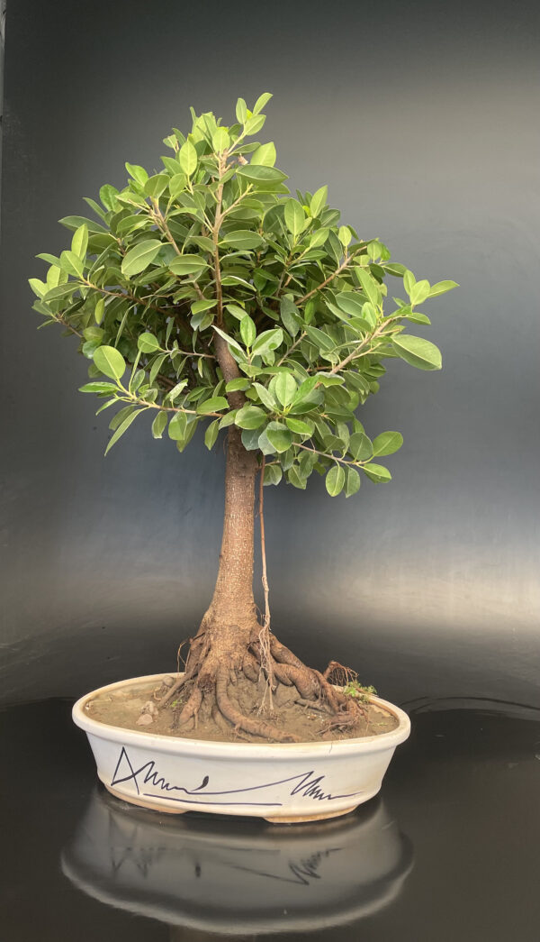 Formal Upright Ficus longisland Bonsai