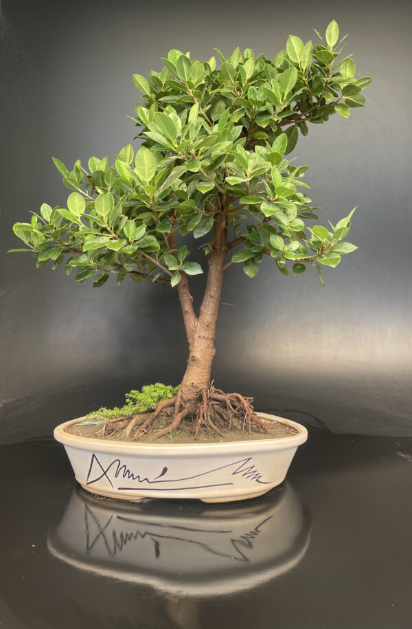 Ficus longisland plant bonsai by delhibonsai.com sale