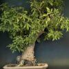 Kalpvriksha Bonsai