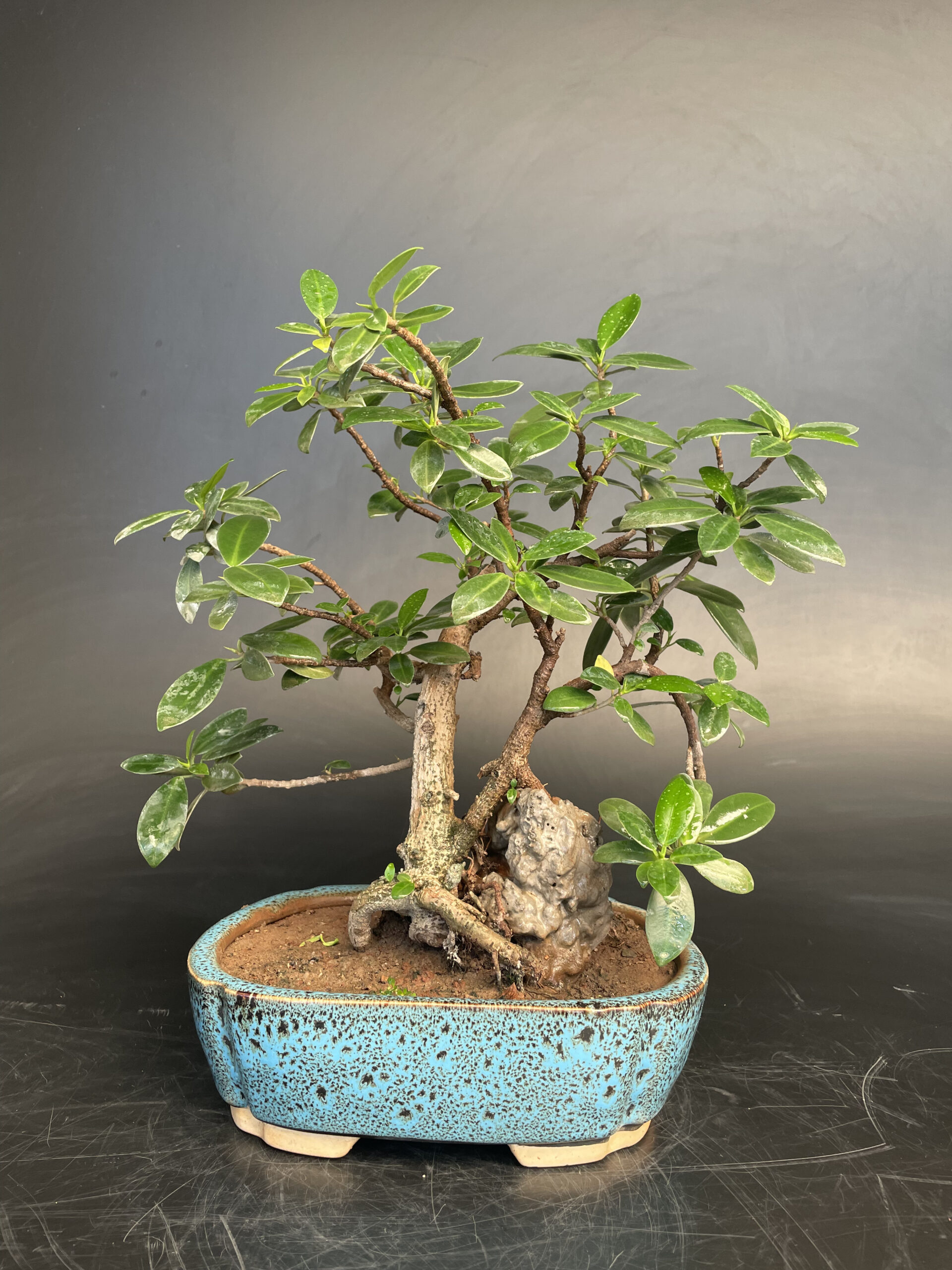 Root Over Rock Ficus longisland bonsai plants plant tree trees