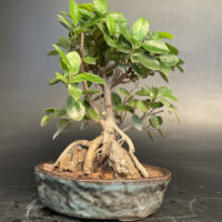 Rock Ficus longisland plant tree trees bonsai bonsais for sale in delhi ncr india