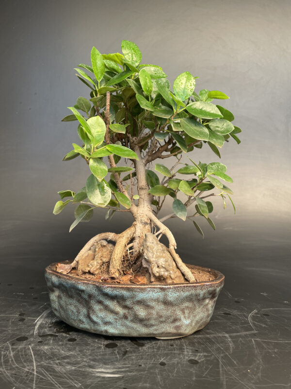 Rock Ficus longisland plant tree trees bonsai bonsais for sale in delhi ncr india