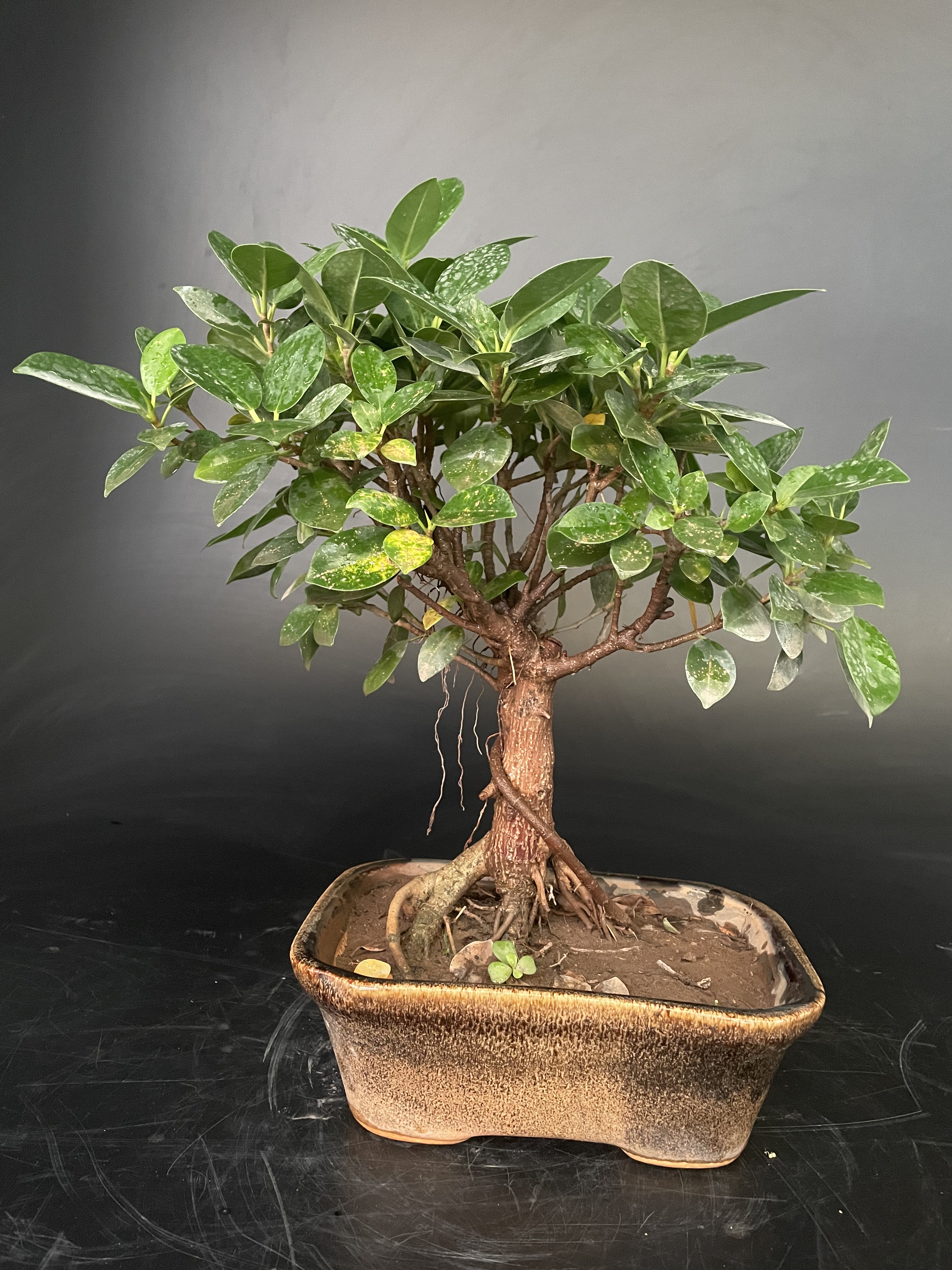 Ficus longisland small Bonsai delhibonsai sale gift