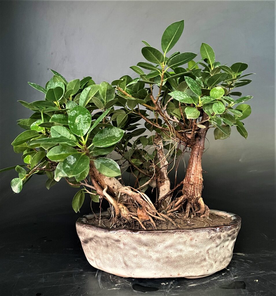 Ficus longisland Group Bonsai