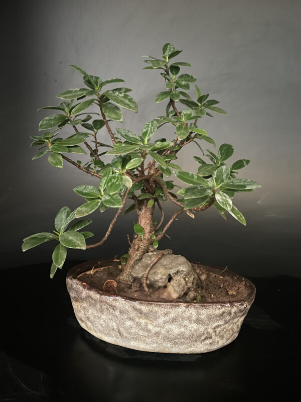 longisland Bonsai root over rock perfect low budget bonsai for gift