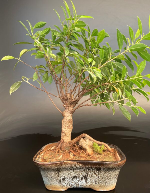 Ficus microcarpa Group Rock Bonsai
