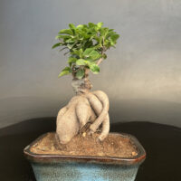 Ficus Gensing