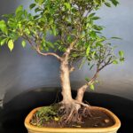 Ficus Microcarpa big bonsai for hotel reception