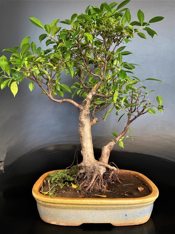 Ficus Microcarpa big bonsai for hotel reception