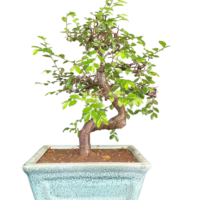 Chinese Elm Bonsai tree for Sale in Delhi & NCR