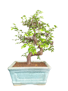 Chineese Elm Bonsai for Sale in Delhi & NCR