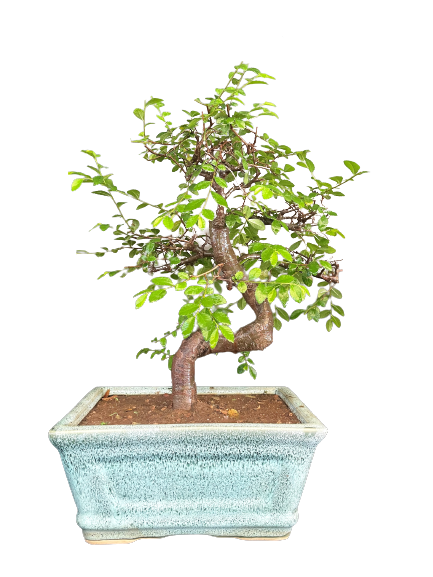 Chinese Elm Bonsai tree for Sale in Delhi & NCR