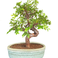 Ulmus parvifolia Chineese Elm Bonsai for Sale in Delhi & NCR Home delivered at door step 4 hr service NOIDA Gurgaon NCR Gift bonsai Corporate Gift