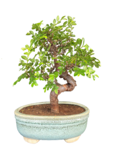 Ulmus parvifolia Chineese Elm Bonsai for Sale in Delhi & NCR Home delivered at door step 4 hr service NOIDA Gurgaon NCR Gift bonsai Corporate Gift
