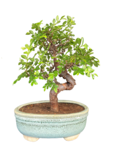 Chineese Elm Bonsai for Sale in Delhi & NCR Home delivered at door step 4 hr service NOIDA Gurgaon NCR Gift bonsai Corporate Gift