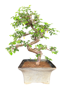 Chineese Elm Bonsai for Sale in Delhi & NCR Home delivered at door step 4 hr service NOIDA Gurgaon NCR Gift bonsai Corporate Gift