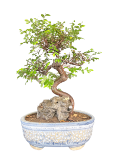 Chineese Elm Bonsai for Sale in Delhi & NCR Home delivered at door step 4 hr service NOIDA Gurgaon NCR Gift bonsai Corporate Gift