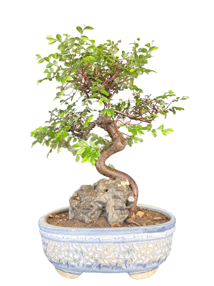Chineese Elm Bonsai for Sale in Delhi & NCR Home delivered at door step 4 hr service NOIDA Gurgaon NCR Gift bonsai Corporate Gift