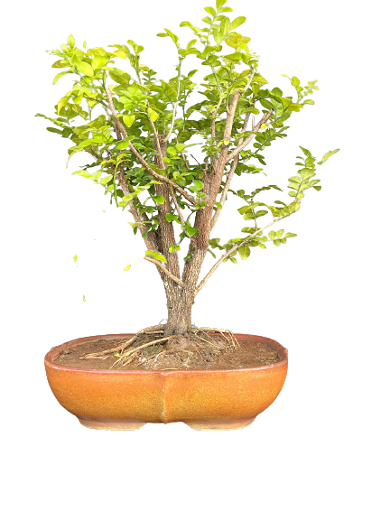 Murraya bonsai Murraya flowering Bonsai for Sale in Delhi & NCR