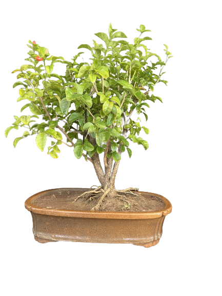 Murraya bonsai online