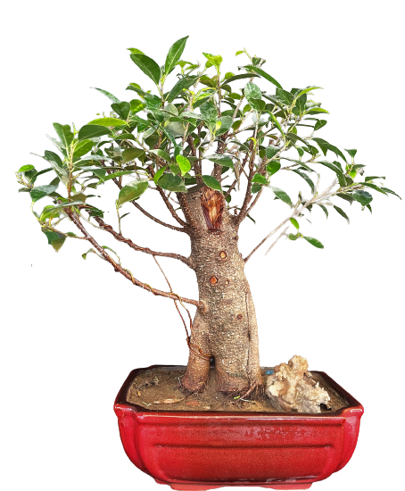 Gift Ficus microcarpa Indoor Bonsai