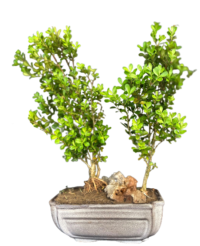 Buxux Bonsai for Sale in Delhi & NCR Delhibonsai, Boxwood landscape gifting bonsai, easy care bonsai