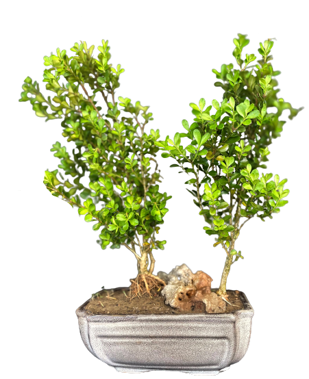 Buxux Bonsai for Sale in Delhi & NCR Delhibonsai, Boxwood landscape gifting bonsai, easy care bonsai