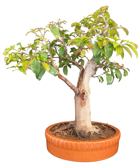 Ficus Lipstick Live Bonsai Tree for Sale in Delhi & NCR Delhibonsai. Buy bonsai online in Delhi Gurgaon NOIDA and get home delivered gift for friends and festivals.