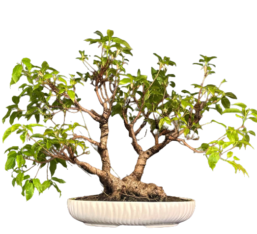 Ficus virens Pilkhan Live Bonsai Tree for Sale in Delhi & NCR Delhibonsai. Buy bonsai online in Delhi Gurgaon NOIDA and get home delivered gift for friends.